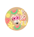 はっぴぃテリアの夏だぁsummerだぁ（個別スタンプ：10）