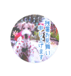 はっぴぃテリアの夏だぁsummerだぁ（個別スタンプ：11）