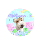 はっぴぃテリアの夏だぁsummerだぁ（個別スタンプ：13）