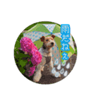 はっぴぃテリアの夏だぁsummerだぁ（個別スタンプ：16）