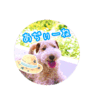 はっぴぃテリアの夏だぁsummerだぁ（個別スタンプ：17）