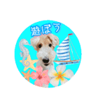 はっぴぃテリアの夏だぁsummerだぁ（個別スタンプ：18）