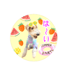 はっぴぃテリアの夏だぁsummerだぁ（個別スタンプ：22）
