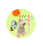 はっぴぃテリアの夏だぁsummerだぁ（個別スタンプ：24）