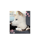 動く！白柴のあられ（個別スタンプ：3）