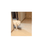 動く！白柴のあられ（個別スタンプ：5）