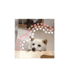動く！白柴のあられ（個別スタンプ：8）