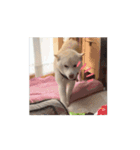 動く！白柴のあられ（個別スタンプ：12）