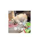 動く！白柴のあられ（個別スタンプ：14）