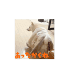 動く！白柴のあられ（個別スタンプ：15）