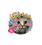 サンにゃん（個別スタンプ：1）