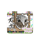 サンにゃん（個別スタンプ：5）