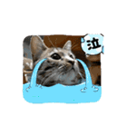 サンにゃん（個別スタンプ：13）