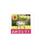動く！馬と春とマイライフ1（個別スタンプ：1）