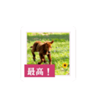 動く！馬と春とマイライフ1（個別スタンプ：2）