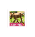 動く！馬と春とマイライフ1（個別スタンプ：3）