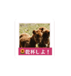動く！馬と春とマイライフ1（個別スタンプ：4）