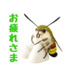もふもふでかわいいオオスカシバ推し（個別スタンプ：5）