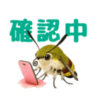 もふもふでかわいいオオスカシバ推し（個別スタンプ：13）