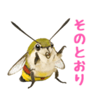 もふもふでかわいいオオスカシバ推し（個別スタンプ：14）