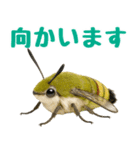 もふもふでかわいいオオスカシバ推し（個別スタンプ：15）