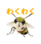 もふもふでかわいいオオスカシバ推し（個別スタンプ：21）