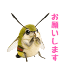 もふもふでかわいいオオスカシバ推し（個別スタンプ：22）