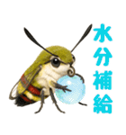 もふもふでかわいいオオスカシバ推し（個別スタンプ：23）