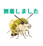 もふもふでかわいいオオスカシバ推し（個別スタンプ：24）