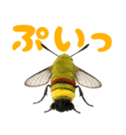 もふもふでかわいいオオスカシバ推し（個別スタンプ：25）