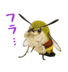 もふもふでかわいいオオスカシバ推し（個別スタンプ：28）