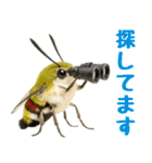 もふもふでかわいいオオスカシバ推し（個別スタンプ：32）
