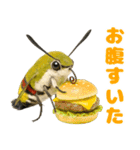 もふもふでかわいいオオスカシバ推し（個別スタンプ：38）
