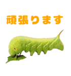 もふもふでかわいいオオスカシバ推し（個別スタンプ：39）