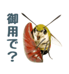 もふもふでかわいいオオスカシバ推し（個別スタンプ：40）