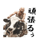 ジャージージジィ！(毎日凄く便利な返信)（個別スタンプ：12）