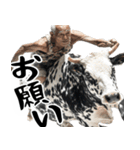 ジャージージジィ！(毎日凄く便利な返信)（個別スタンプ：14）