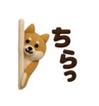 大人可愛い！柴犬の日常会話[でか文字]3D（個別スタンプ：13）
