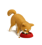 大人可愛い！柴犬の日常会話[でか文字]3D（個別スタンプ：19）