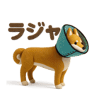 大人可愛い！柴犬の日常会話[でか文字]3D（個別スタンプ：37）