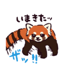 レッサーパンダです。（個別スタンプ：1）