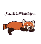 レッサーパンダです。（個別スタンプ：6）