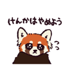 レッサーパンダです。（個別スタンプ：11）