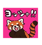 レッサーパンダです。（個別スタンプ：13）