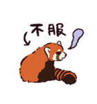 レッサーパンダです。（個別スタンプ：31）