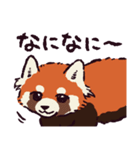 レッサーパンダです。（個別スタンプ：39）