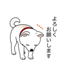 名前入り白しば（個別スタンプ：4）