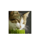 動画生成AIからの猫（個別スタンプ：5）
