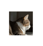 動画生成AIからの猫（個別スタンプ：8）