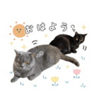 [うちの子スタンプ]（個別スタンプ：1）